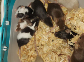 Fancy mice MALE