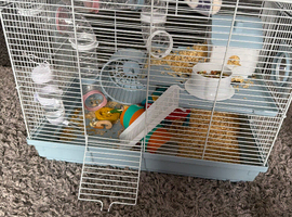 Female hamster