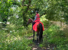 Part and Full Livery available - a calm a beautiful haven for you and your horse.