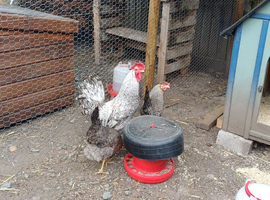 Crested cream legbars