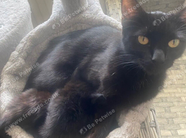 Beautiful black kitten