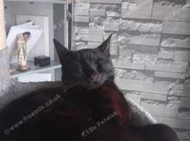 14 month old kitten