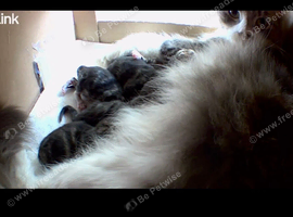 Fluffy fully Siberian kitten