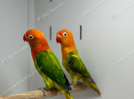 Love birds