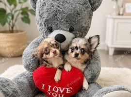 Longhair Merle chihuahua male