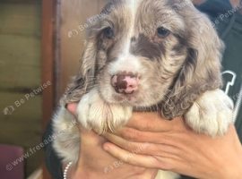 Sprocker puppies