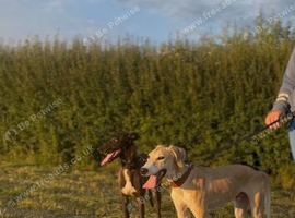 Saluki x greyhound dog pup