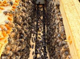 6 Frame Langstroth Nuc of Honeybees early Spring 2027