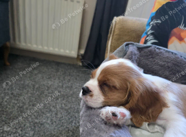 Adorable Male Cavalier King Charles Spaniel