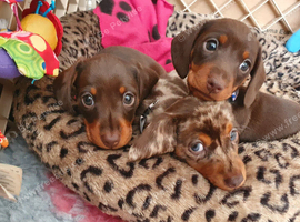 Stunning True Minis * BOYS ONLY * READY NOW*