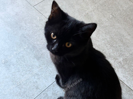 Black kitten
