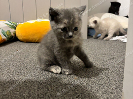 Ragdoll x British Shorthair Kittens