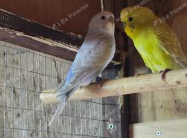 Young budgies