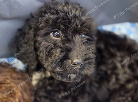 Cockapoo puppies Ready now