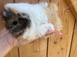 Female guinea pig