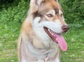 Pedigree Female for sale