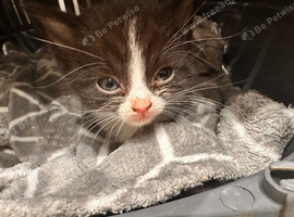 Kittens for sale