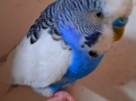 Budgie males