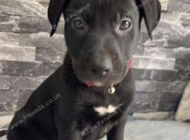 Pups for sale
