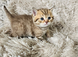 British Shorthair kittens!!
