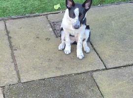 22 week old female pup