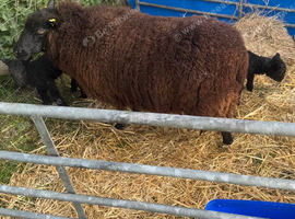 2 Wether lambs for sale