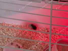 Button quails chicks