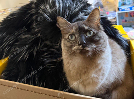 Ragdoll female for rehoming