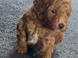 Miniature poodle puppies