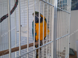 Blue and gold macaw