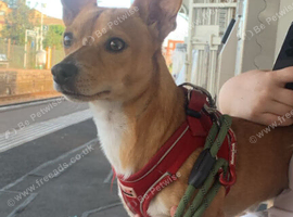 Jack Russel cross with chihuahua