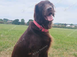 Stud liver flat coated retriever stud fee &pound;500.00