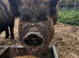 Intact 2 year old intact boar