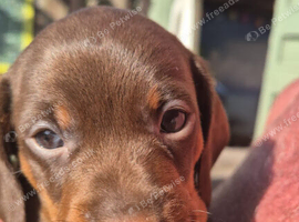 1 x Adorable Miniature Dachshund Pup left !