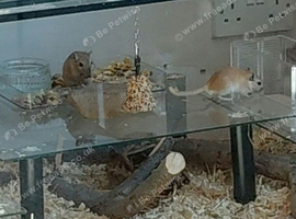 2 male gerbils