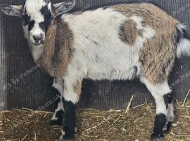 Pygmy female goats