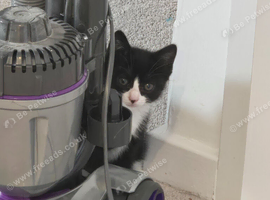 Kittens for sale