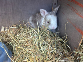 Netherland dwarf x mini lop