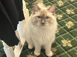 MUST GO MALE RAGDOLL