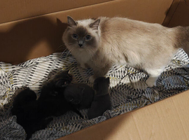 Half Ragdoll