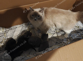 5 cute half ragdoll kittens