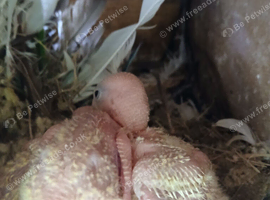 Baby lovebirds