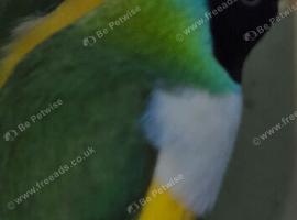 2 Male Gouldian swap for 2 Female Gouldian