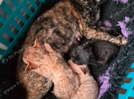 Devon rex kittens