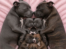 * WANTED * Staffy puppy