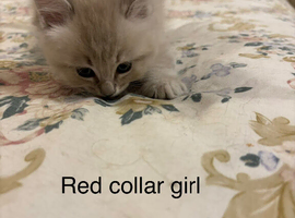 Rare Minks, Solids and traditional Ragdoll kittens