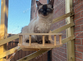 Beautiful Ragdoll Female Looking For Home