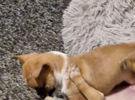 2 pups girls