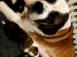 Beautiful saint Bernard puppies