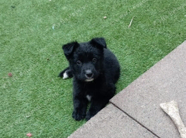 German Shepherd cross Belgian mali